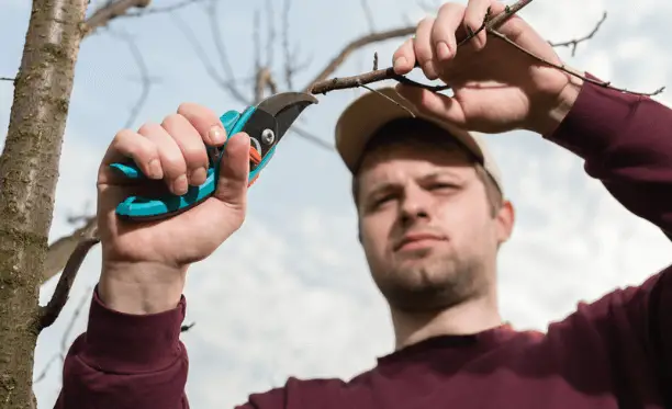 How to trim trees yourself