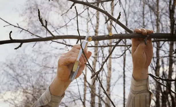 The easiest way to Trim trees